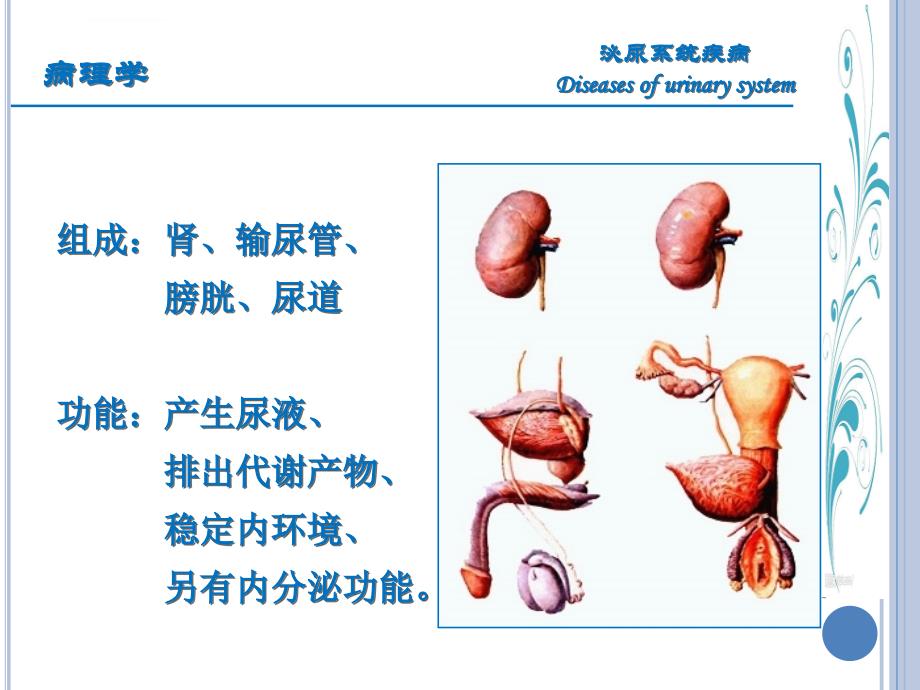 临床医学-病理学-泌尿系统疾病课件_第2页