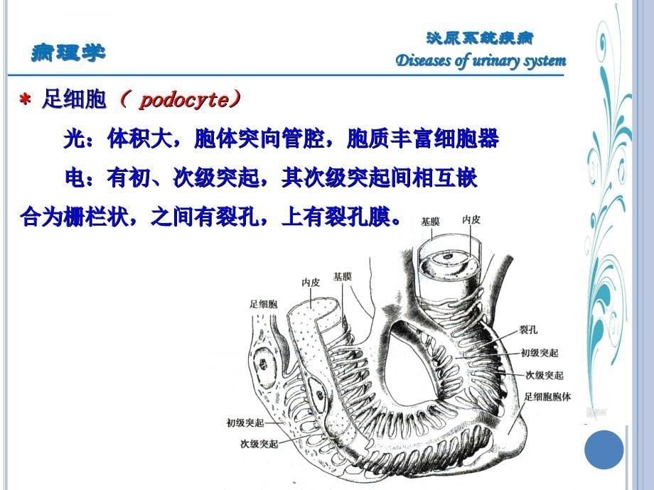 临床医学-病理学-泌尿系统疾病课件_第5页