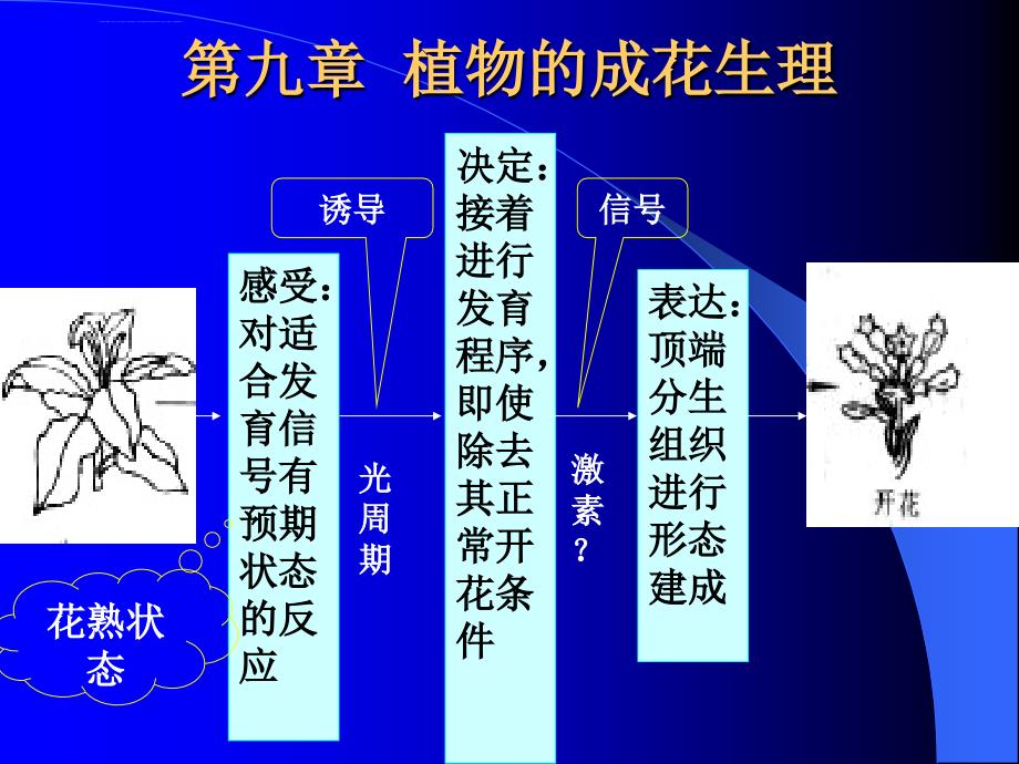 植物生理学标准幻灯片0(植物的成花生理)_第1页