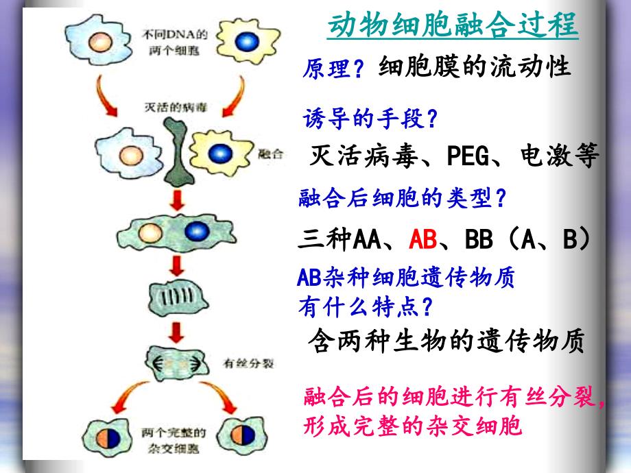 lukaaa动物细胞融合与单克隆抗体.ppt_第3页