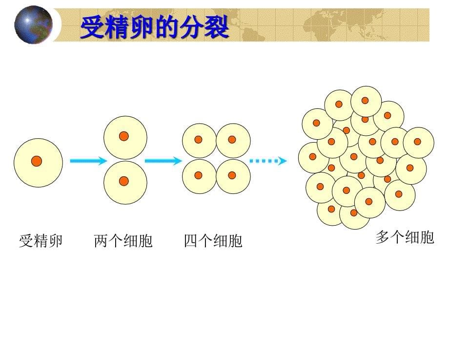 szyaaa新人教生物七年级上动物体的结构层次3.ppt_第5页