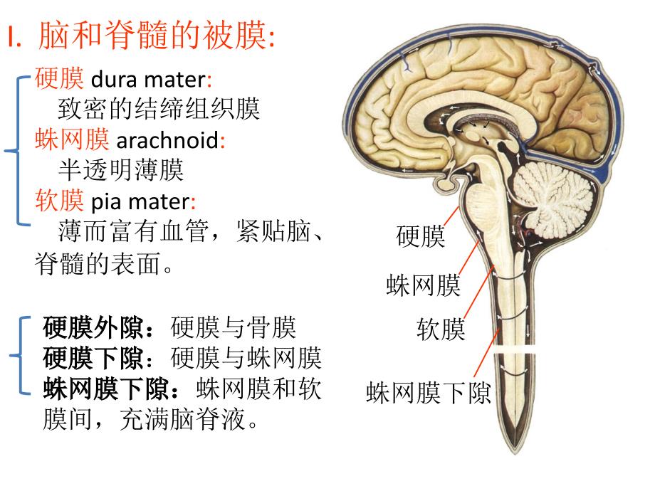 脑与脊髓的被膜、血管-以及脑脊液循环课件_第2页