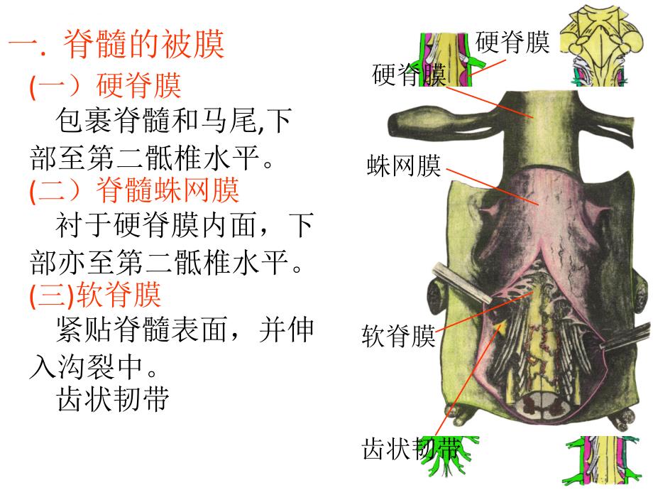 脑与脊髓的被膜、血管-以及脑脊液循环课件_第3页