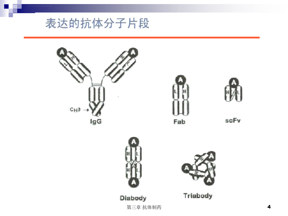 抗体制药（二）课件_第4页