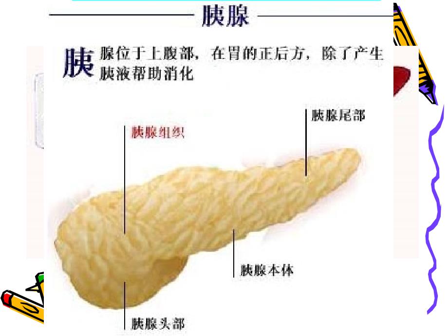 gcsaaa生物：9.2《人体的消化与吸收》课件（苏教版七年级下）_第3页