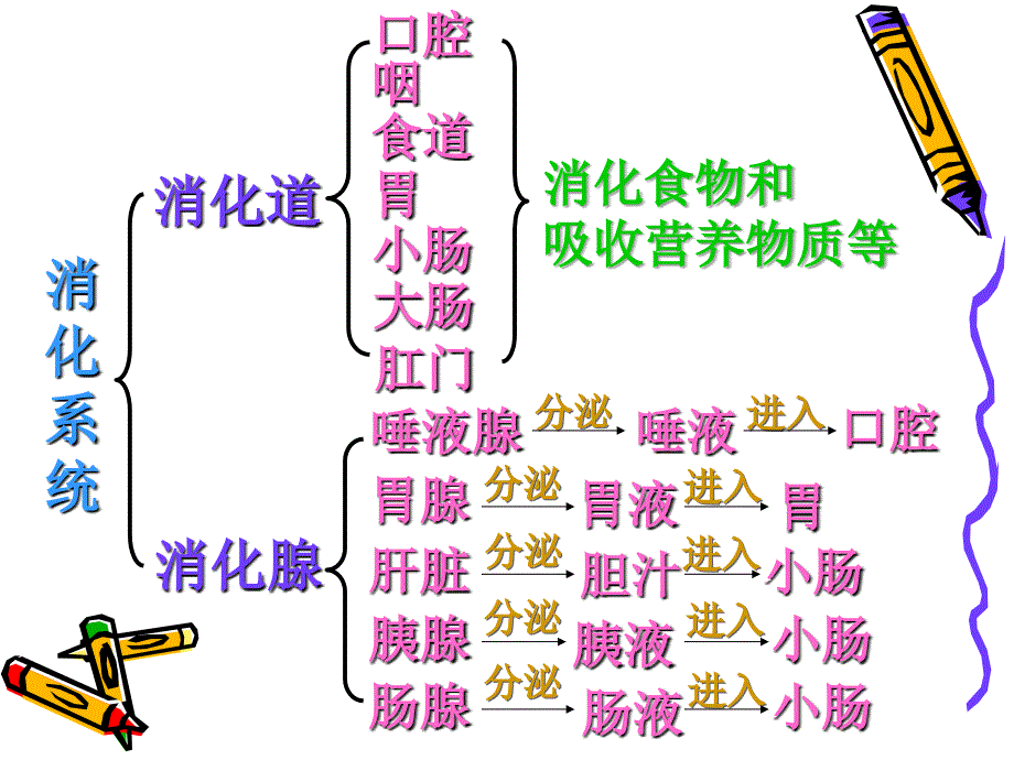 gcsaaa生物：9.2《人体的消化与吸收》课件（苏教版七年级下）_第4页