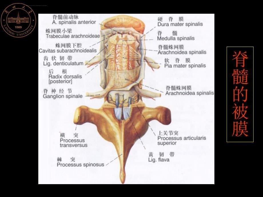脑和脊髓的被膜血管及脑脊液循环_2课件_第5页