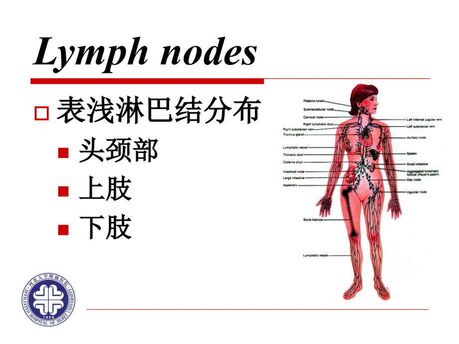 一般检查（淋巴结）课件_第3页