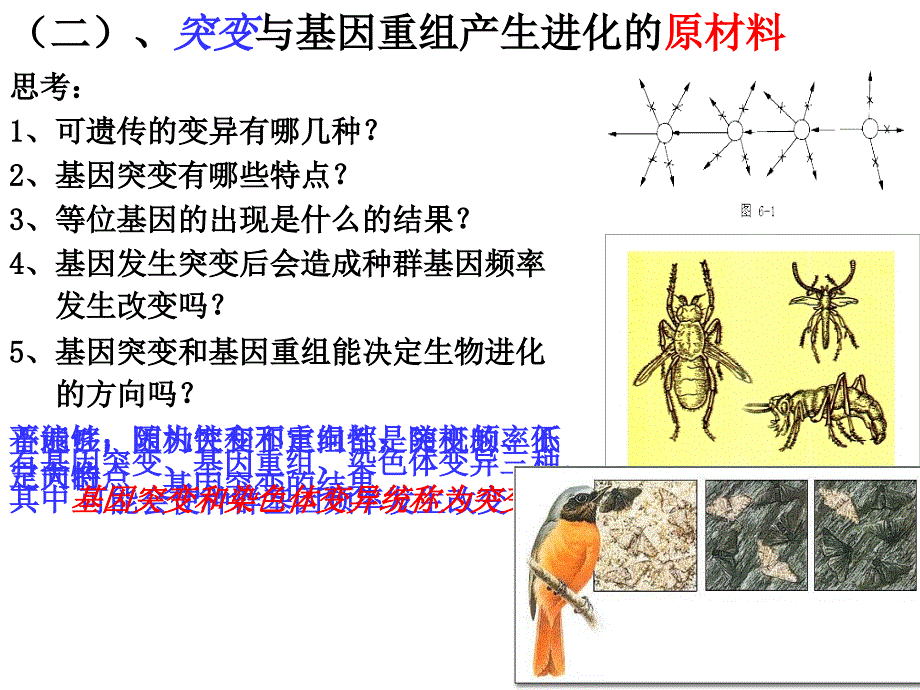 7.2《现代生物进化理论的主要内容》课件+陈丽青_第4页