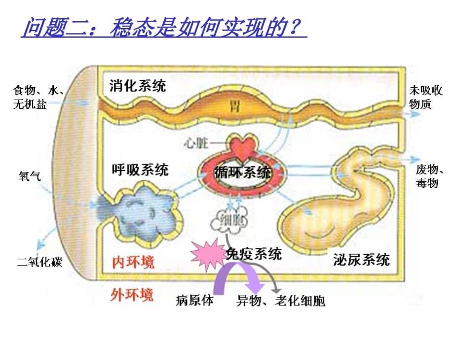 内分泌系统药理课件_第5页