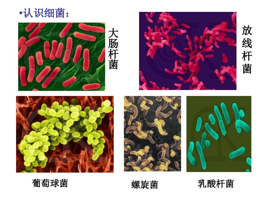 细菌-幻灯片济南版_第4页
