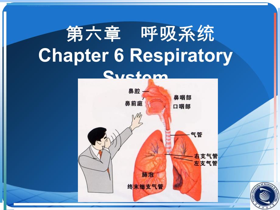 生理学5(呼吸系统-1次课)课件_第1页