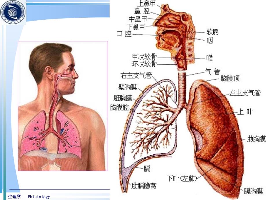 生理学5(呼吸系统-1次课)课件_第4页