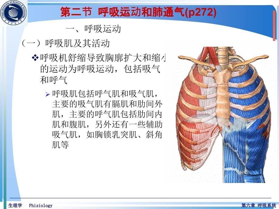 生理学5(呼吸系统-1次课)课件_第5页