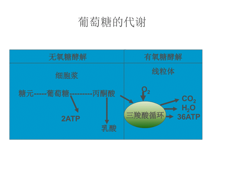 乳酸检测在icu中的应用课件_第3页