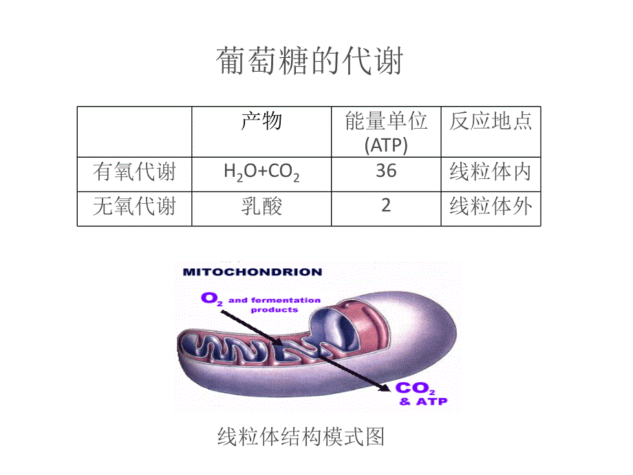 乳酸检测在icu中的应用课件_第4页