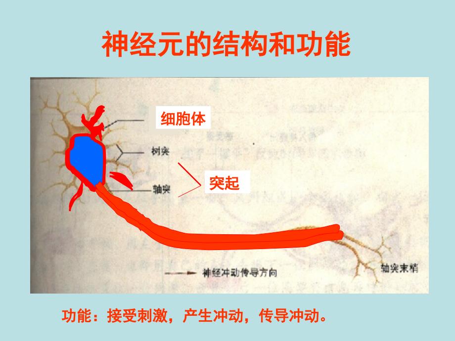 七年级生物下册-3.5.2《神经调节的结构基础》幻灯片-济南版-_第4页