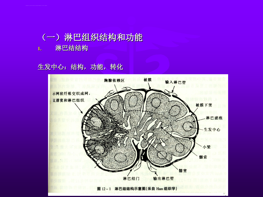 淋巴增殖病理学课件_第4页