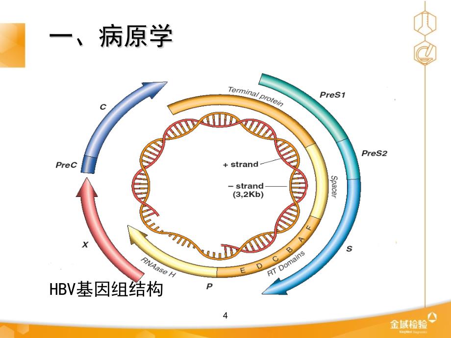 慢性乙肝防治指南解读---2013课件_第4页