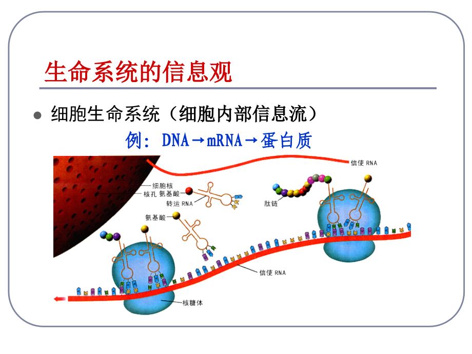 5.4《生态系统的信息传递》+课件+陈文红_第4页