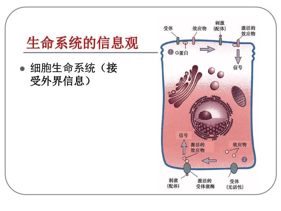 5.4《生态系统的信息传递》+课件+陈文红_第5页