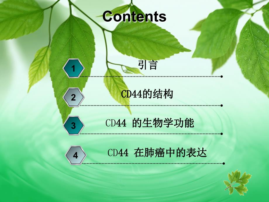 cd44及其在肺癌研究中的进展.ppt_第2页