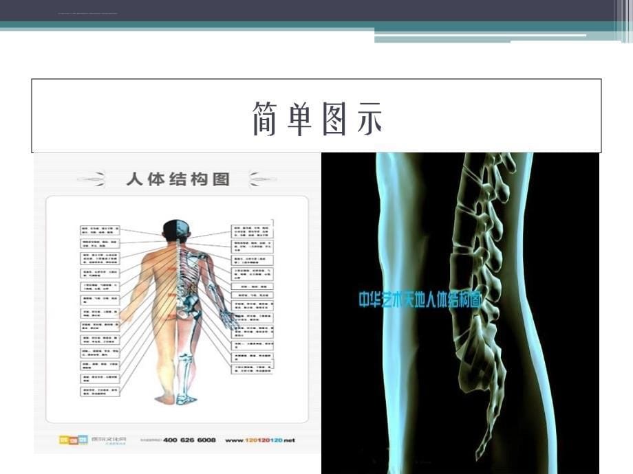 人体基本结构课件_第5页