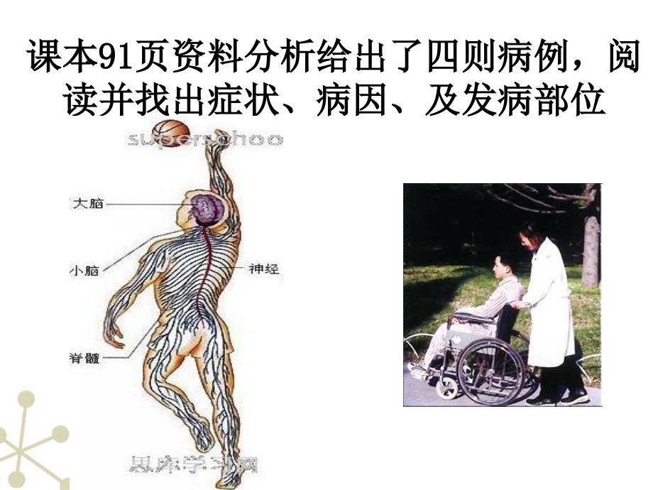 七年级生物下册-神经系统的组成幻灯片-人教新课标版1_第3页