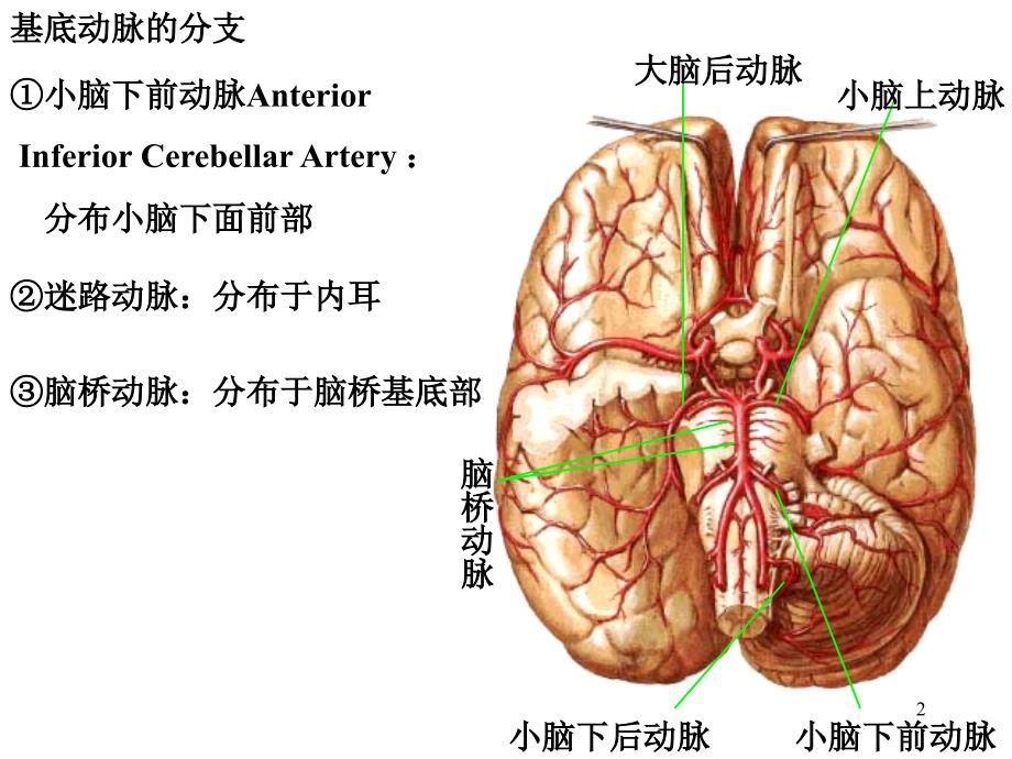 脑血管及周围神经系统课件_第2页