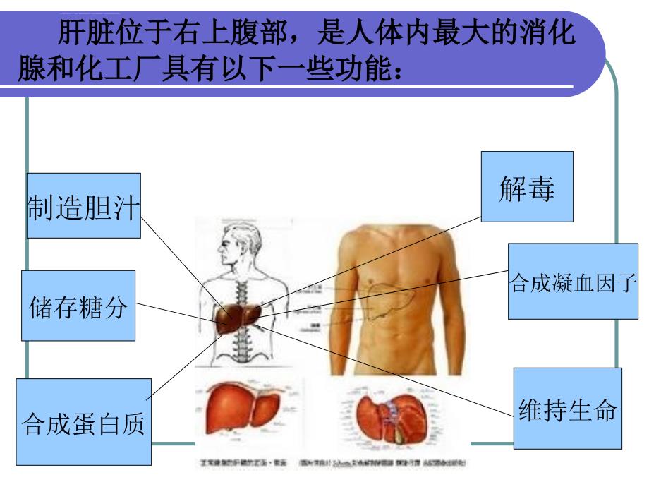 乙肝健康宣传课件_第2页