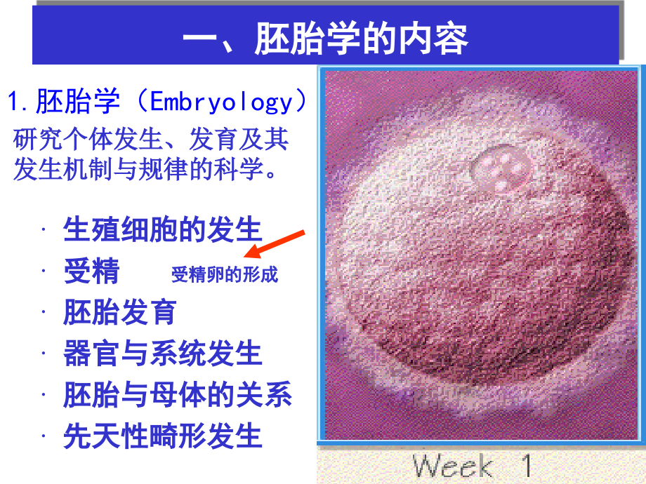 2011级本硕班胚胎学绪论总论课件_第2页