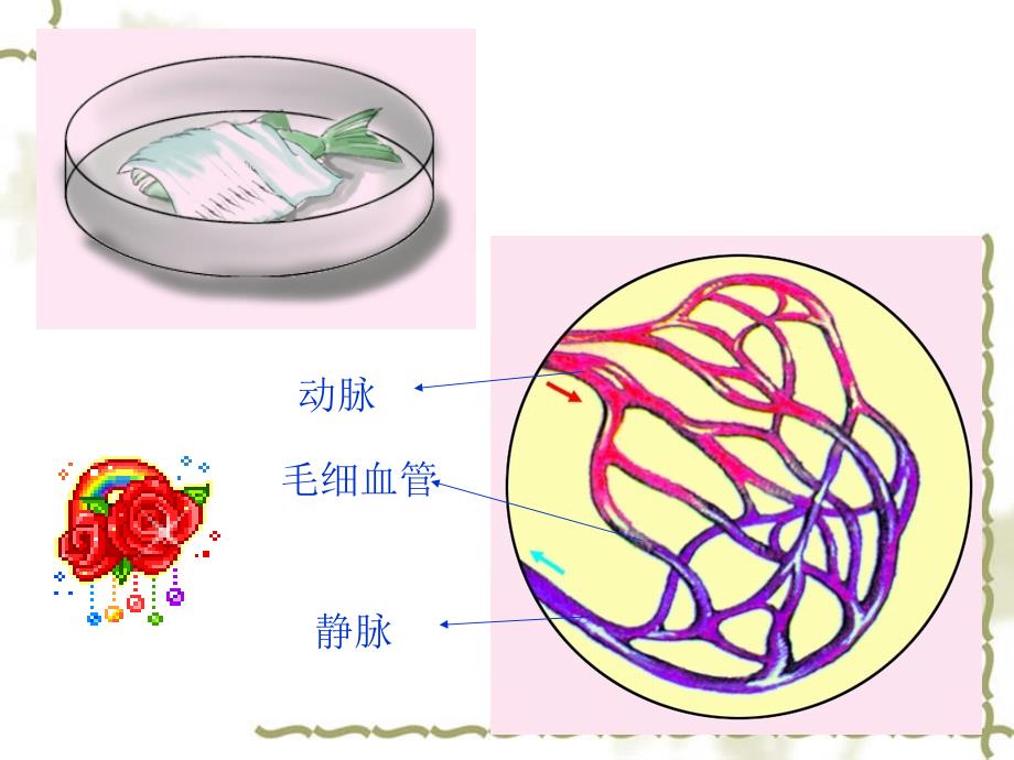 物质运输的器官课件_第4页