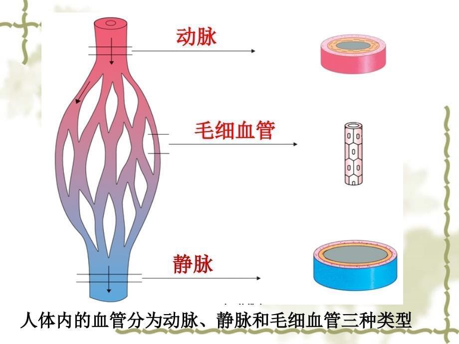 物质运输的器官课件_第5页