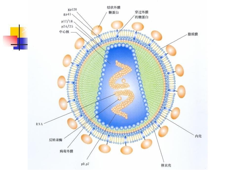 hiv检测技术幻灯片_第5页