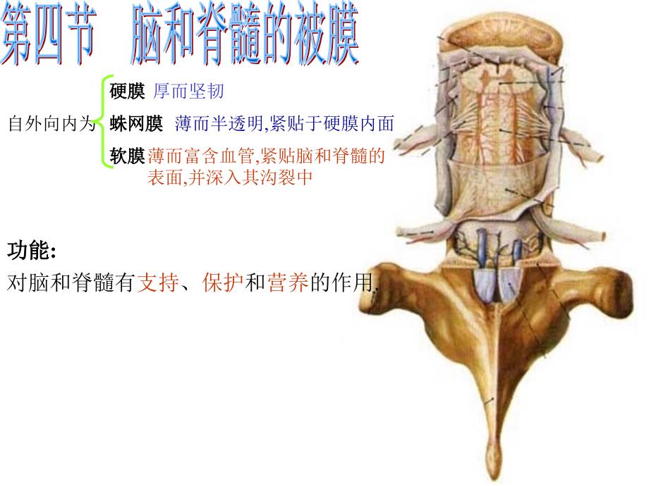 脑和脊髓的被膜脑脊液和血管幻灯片_第1页