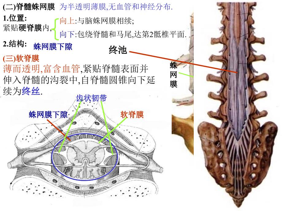 脑和脊髓的被膜脑脊液和血管幻灯片_第3页