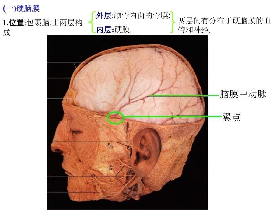 脑和脊髓的被膜脑脊液和血管幻灯片_第5页
