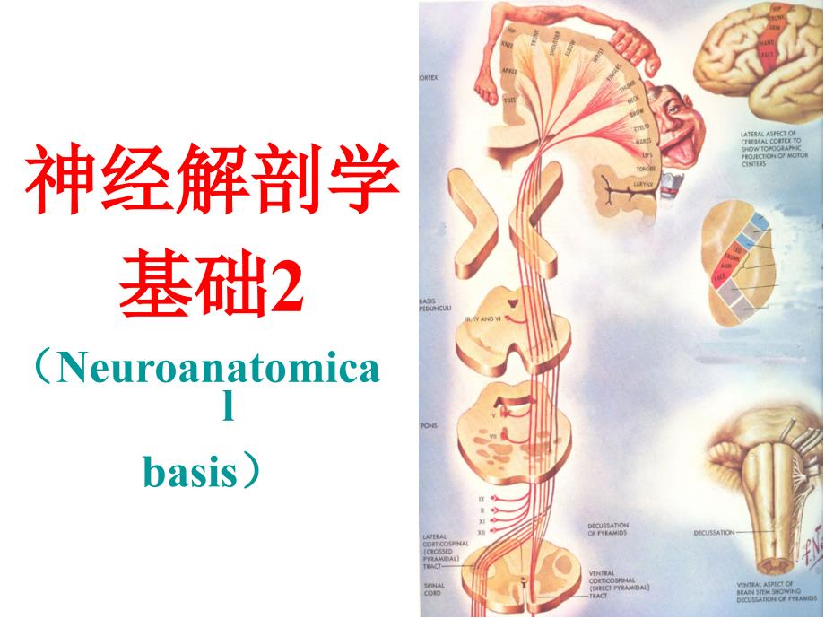 神经解剖学-脊神经课件_第2页