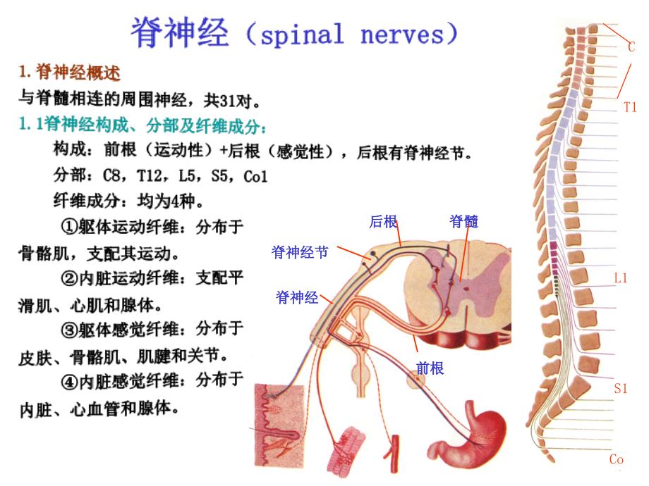 神经解剖学-脊神经课件_第3页