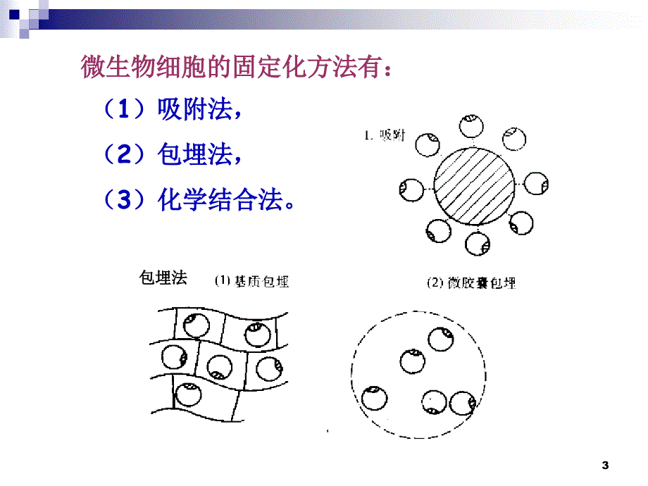 4.3《酵母细胞的固定化》课件+++古振宣_第3页