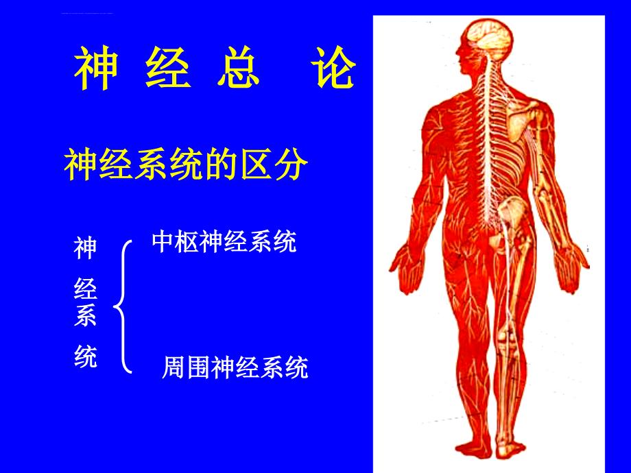 中枢神经系统_2课件_第2页