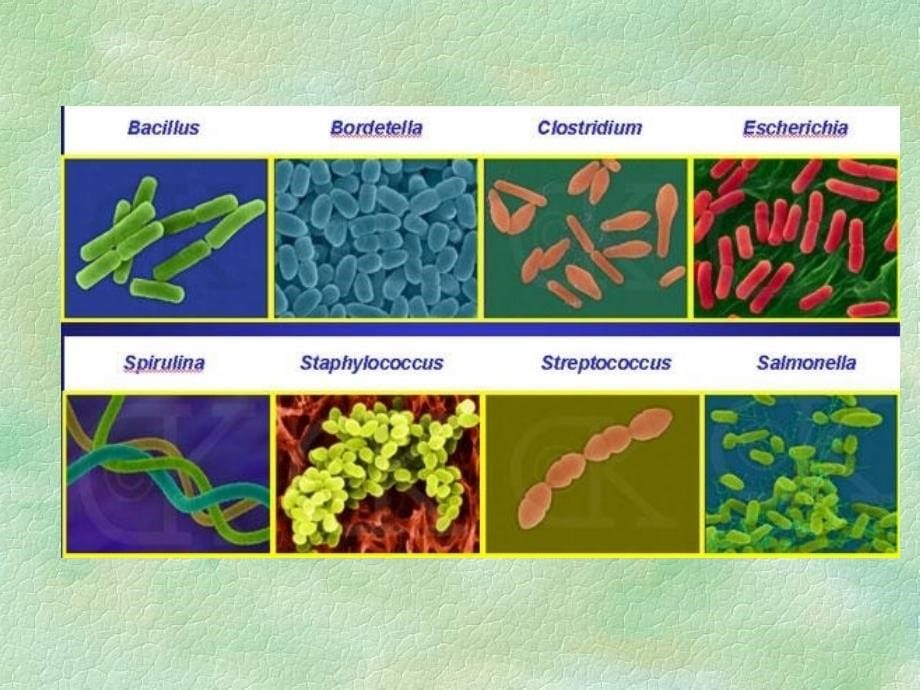 2011-09级临本细菌形态与基本结构课件_第5页