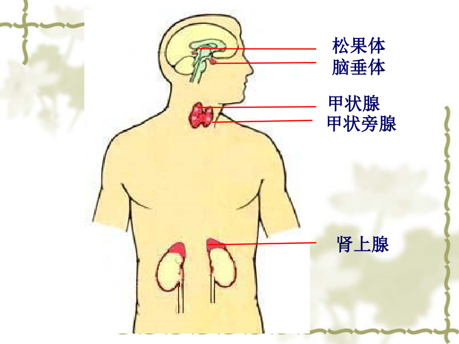 内分泌系统_7课件_第4页