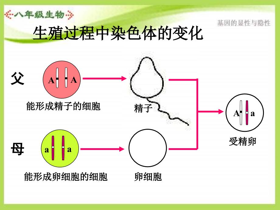 uubaaa八年级生物基因的显性和隐性.ppt_第2页