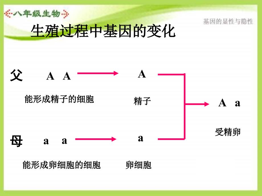 uubaaa八年级生物基因的显性和隐性.ppt_第3页