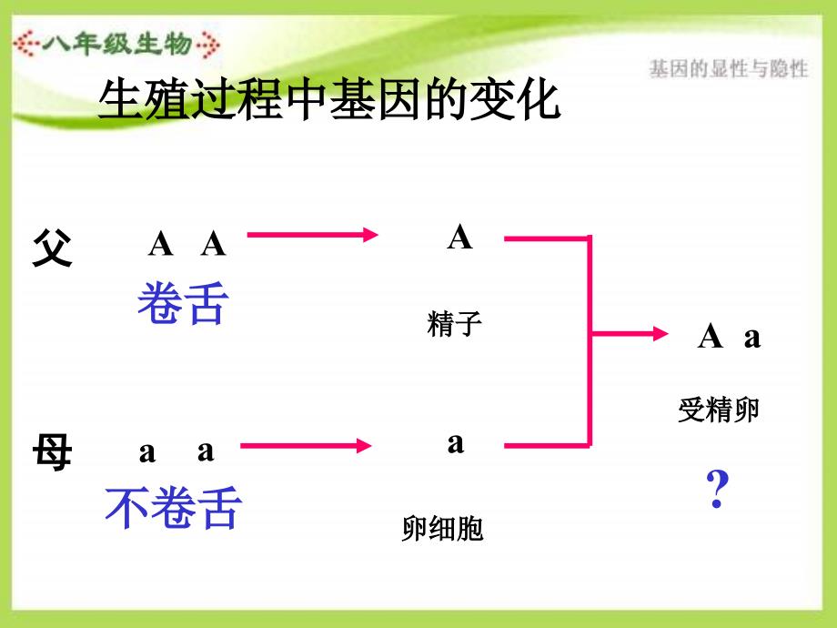 uubaaa八年级生物基因的显性和隐性.ppt_第4页