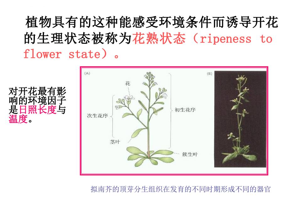 植物的成花生理课件_第2页