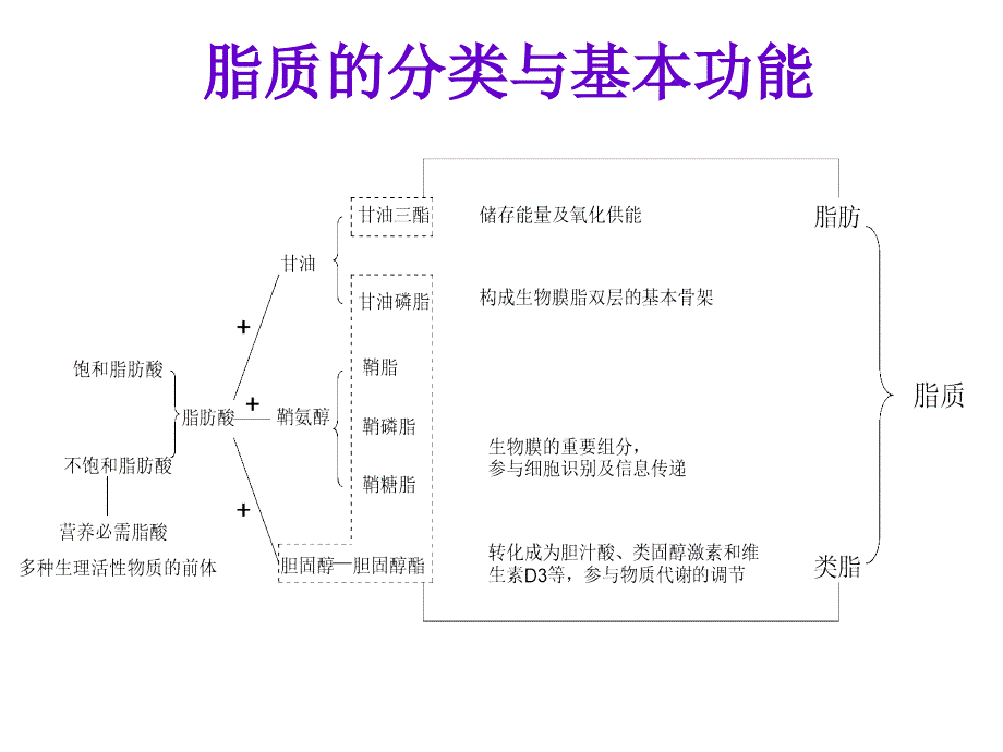 脂质代谢紊乱课件_第2页