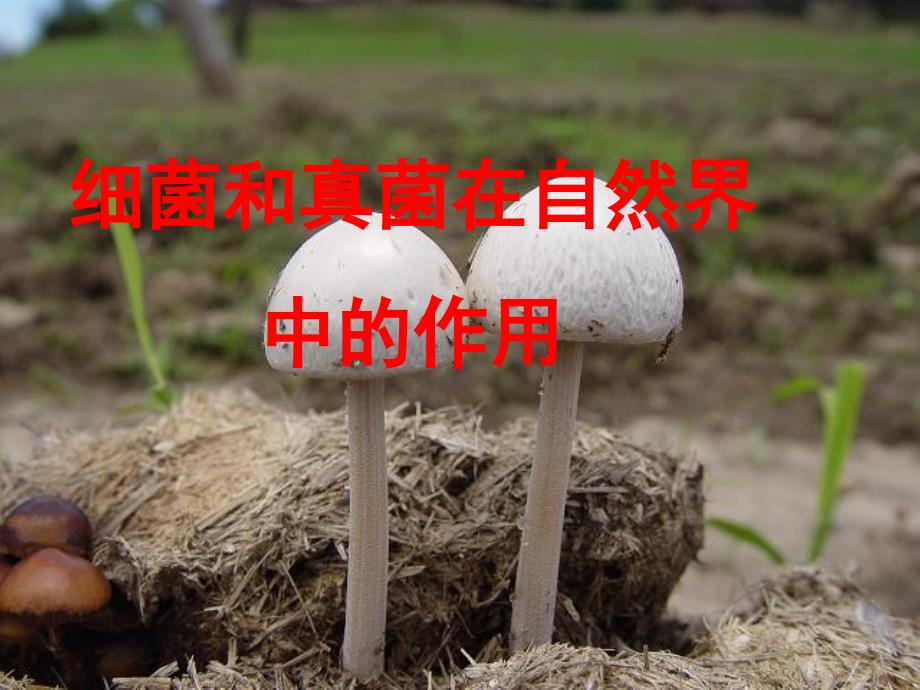 qqraaa细菌和真菌在自然界中的作用.ppt_第1页