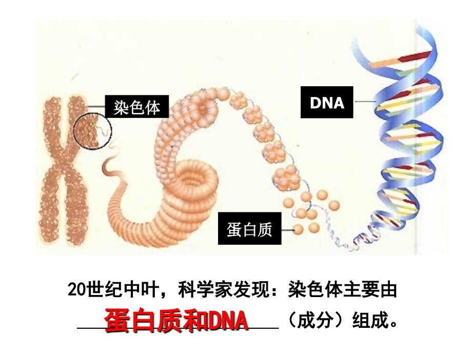 dna是主要的遗传物质.ppt_第4页